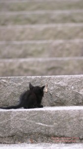 黒猫の子猫のiPhone用壁紙画像2