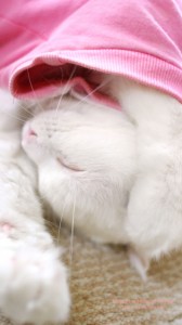 爆睡中の白猫のかわいいiPhone用壁紙画像2