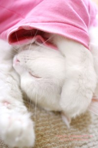 爆睡中の白猫のかわいいiPhone用壁紙画像1